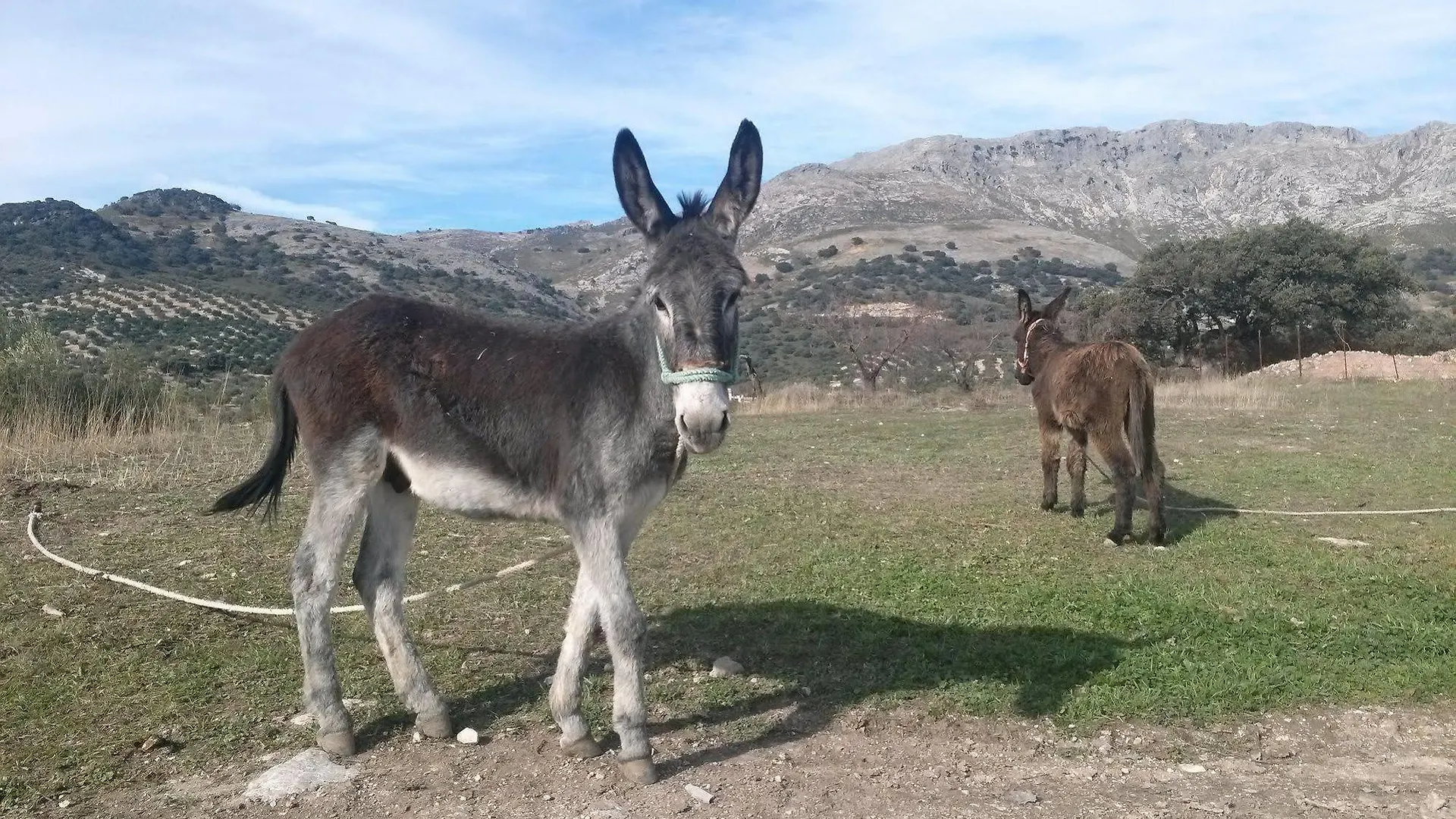 הוילה Las Lagunillas Cortijo El Llano Priego De Cordoba