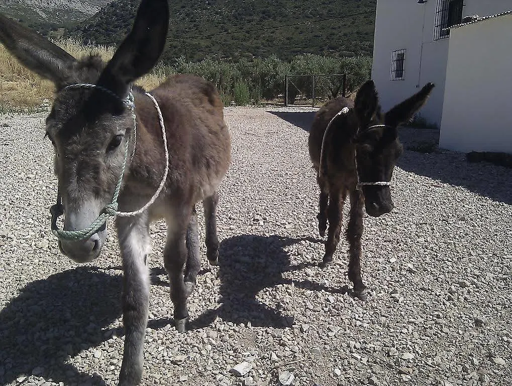הוילה Las Lagunillas Cortijo El Llano Priego De Cordoba