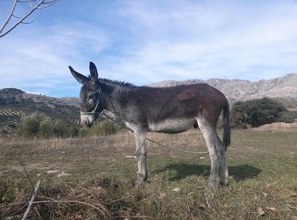 Cortijo El Llano Holiday home Las Lagunillas Spain