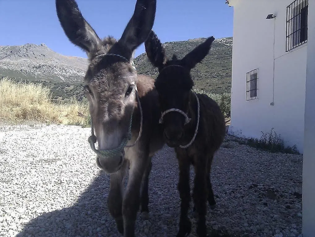 Cortijo El Llano Holiday home Las Lagunillas